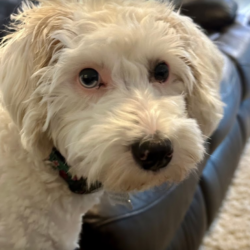 penny penny