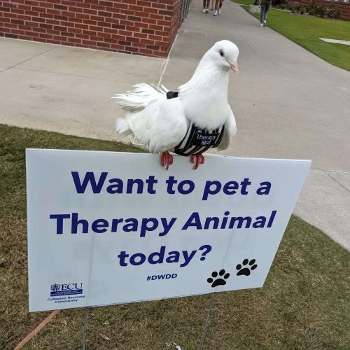 Jhun, my Certified Therapy bird visiting ECU for Mental Awareness Week